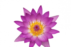 紫色纯洁的盆状带水珠的水芙蓉实