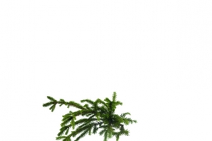 绿植苔藓素材
