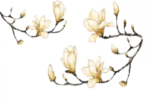 玉兰花