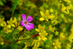 粉色的和黄色的鲜花 土耳其风景4k图片