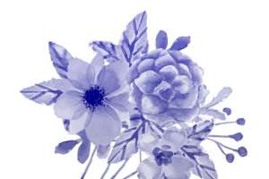 花，花瓣，花朵77