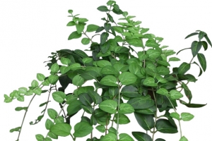 免抠春天树藤高清PNG透明动植物植物设计素材免费下载