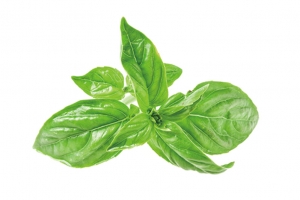 有机绿色生菜PNG透明素材免费下载