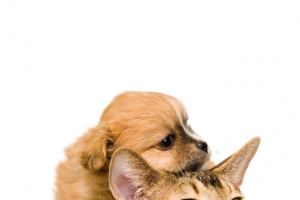 动物狗猫小动物高清PNG透明免扣设计素材免费下载