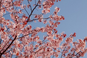樱桃 树枝 花朵 天空 春天 4k壁纸 3840x2160