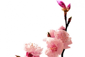 桃花粉红桃花花枝春天