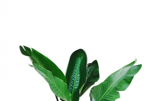 一盆生机勃勃的绿色植物