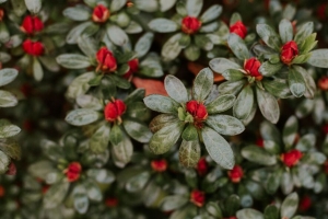 花 花瓣 芽 植物 宏观 4k壁纸 3840x2160