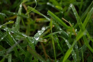 草 雨 宏 滴 4k壁纸 3840x2160