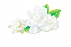 茉莉花