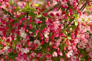 苹果树 花 芽 粉红色 4k壁纸 3840x2160