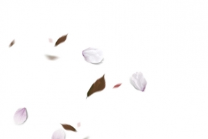 紫色清新花瓣漂浮素材