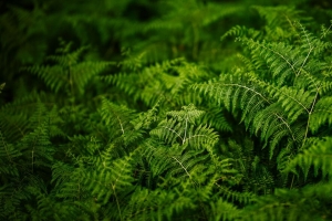 蕨类植物 绿色 4k壁纸 3840x2160