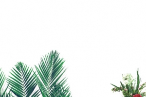 绿色植物背景