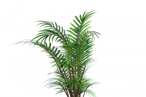 高清绿色植物盆栽