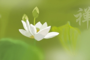 原创 白荷花 莲花 禅4k壁纸