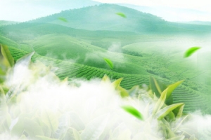 淘宝天猫春茶茶叶海报背景