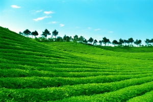 绿色茶山