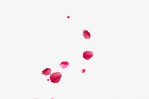 情人节玫瑰花瓣