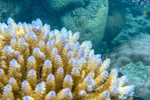 珊瑚 鱼类 海底世界 水族馆 海洋 4k壁纸 3840x2160