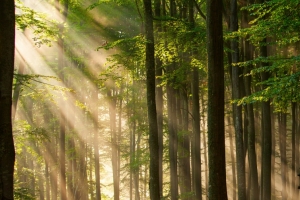 森林树木阳光3440x1440风景壁纸