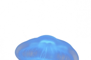 梦幻水母真实海底生物