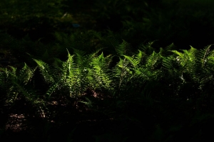 蕨类植物 阴影 4k壁纸 3840x2160