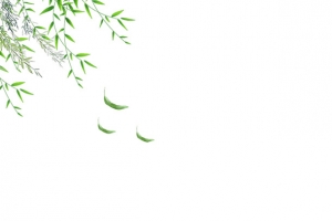 春季的小树木小清新边框