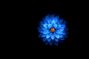 蓝色花瓣4k壁纸
