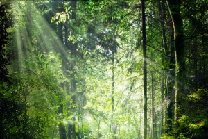 绿光森林大屏背景