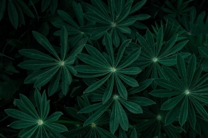 植物 叶子 树枝 深色 绿色 4k壁纸 3840x2160