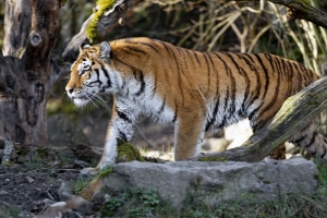 老虎 捕食者 大猫 个人资料 浏览 4k壁纸 3840x2160
