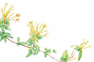 彩绘绿色花朵手绘古风