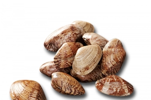 花蛤高清PNG透明图片_海鲜食物装饰元素生活用品设计素材免费下载