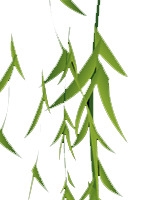 柳条