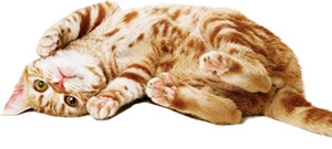 猫咪主题欧式地产广告素材