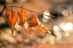 秋分简约暗色banner