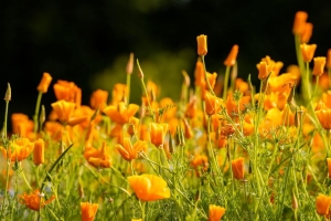 加州eschscholzia 花 花瓣 橙色 4k壁纸 3840x2160