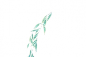 柳枝