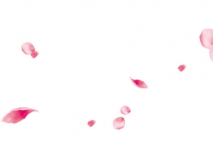 漂浮花瓣