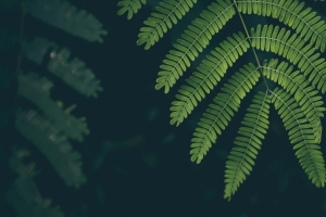 绿色 护眼 蕨类植物 3440x1440带鱼屏壁纸
