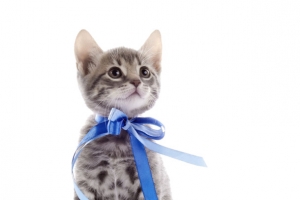 戴着蝴蝶结的猫咪