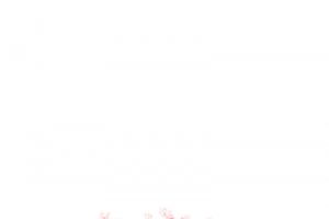 粉色樱花树粉色樱花