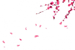 模糊的梅花