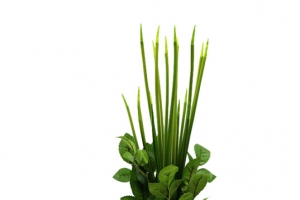 植物