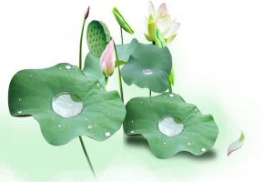 荷花荷叶莲蓬高清PNG透明植物装饰元素设计素材免费下载