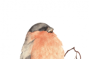鸟