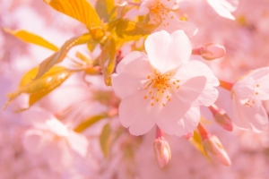 樱花 花 模糊 花瓣 粉红色 4k壁纸 3840x2160