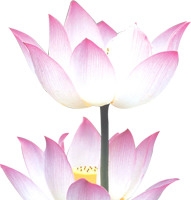 粉色水彩手绘荷花