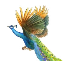 漂亮孔雀高清PNG透明装饰元素动物设计素材免费下载